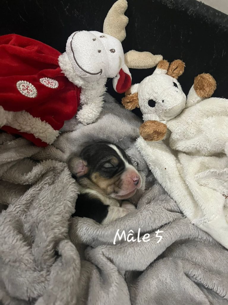 des Crocs de Heurtevent - Chiots disponibles - Beagle