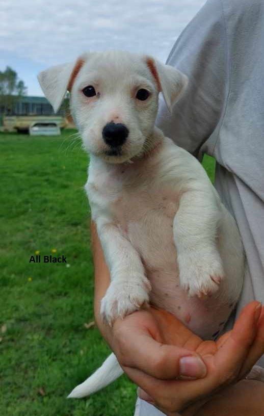 des Crocs de Heurtevent - Chiots disponibles - Jack Russell Terrier