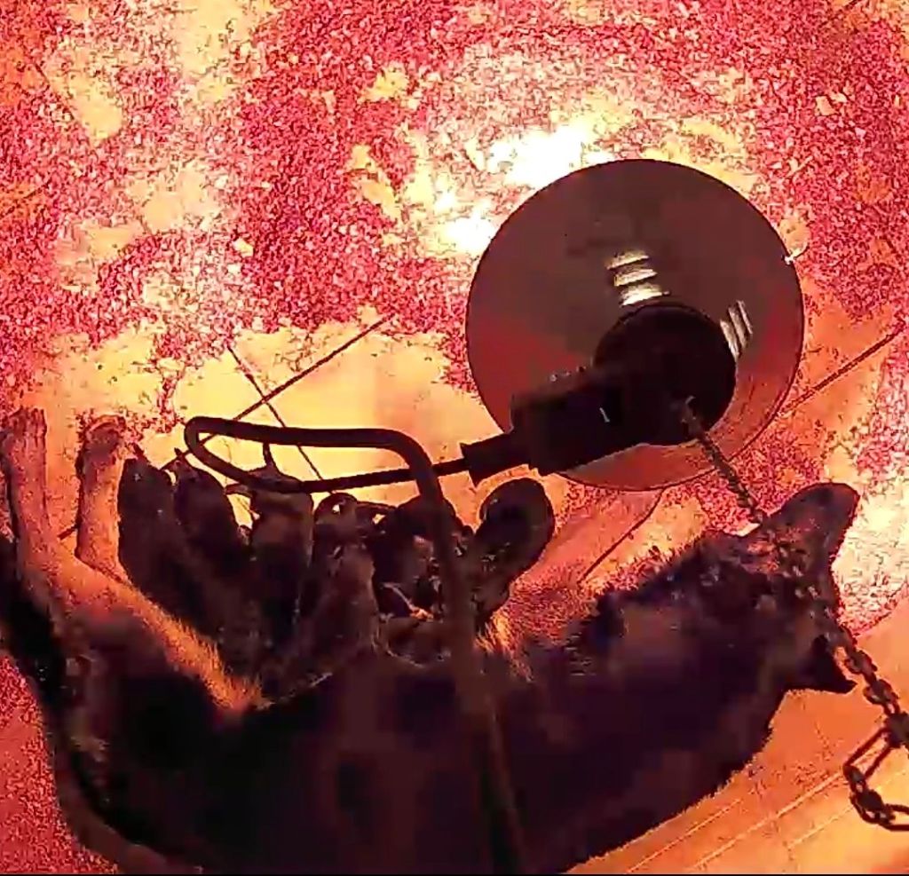 Chiot Berger Allemand des Crocs de Heurtevent