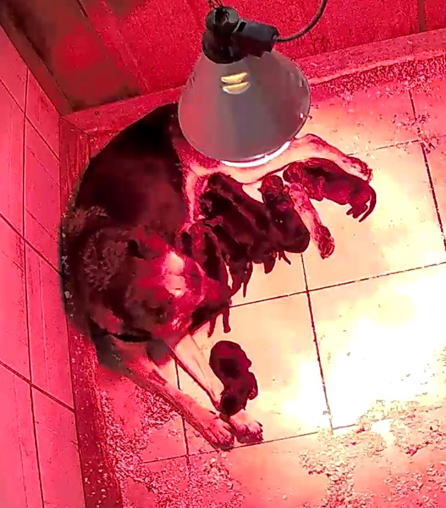 Chiot Berger Allemand des Crocs de Heurtevent