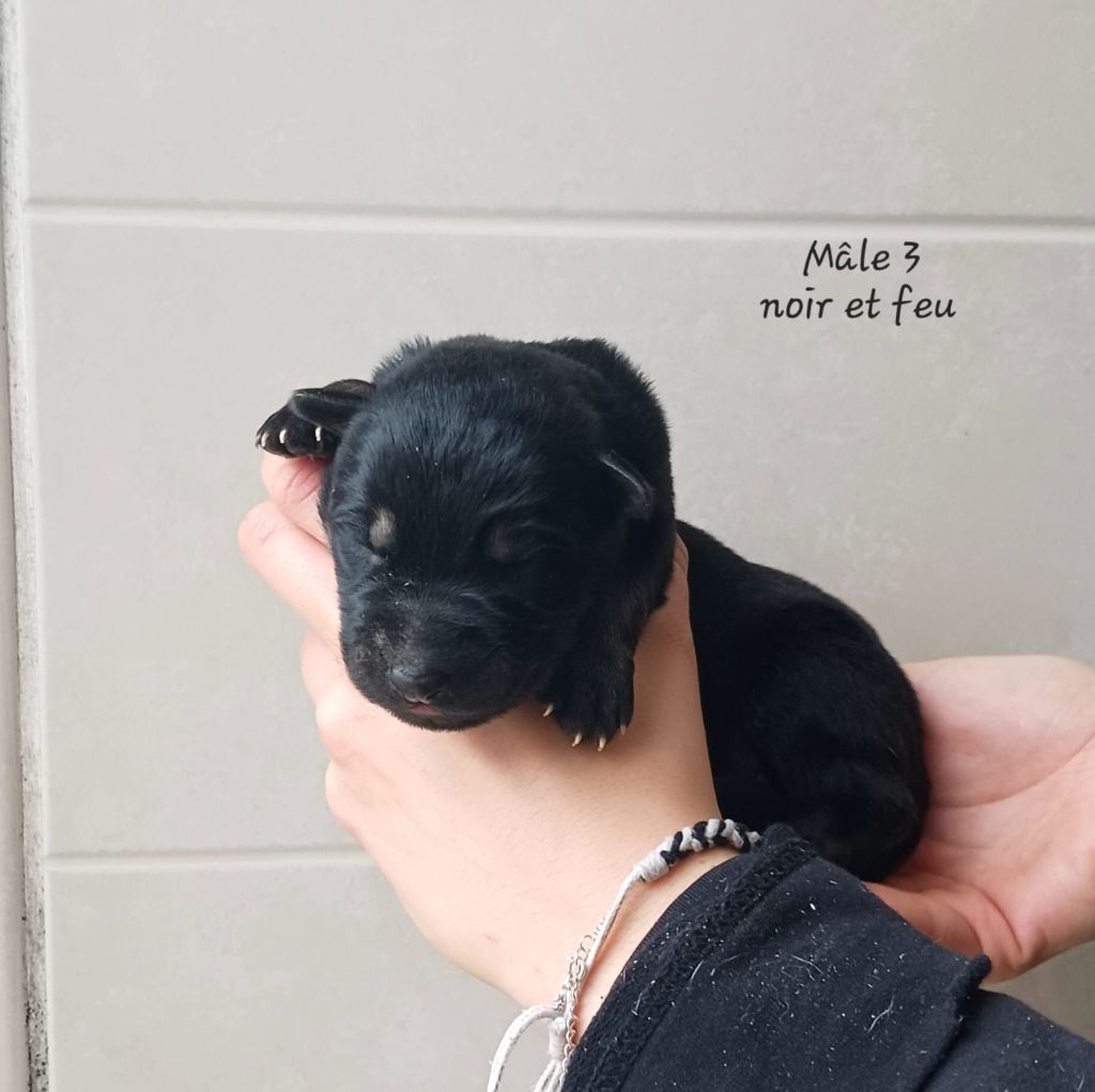 des Crocs de Heurtevent - Chiots disponibles - Berger Allemand