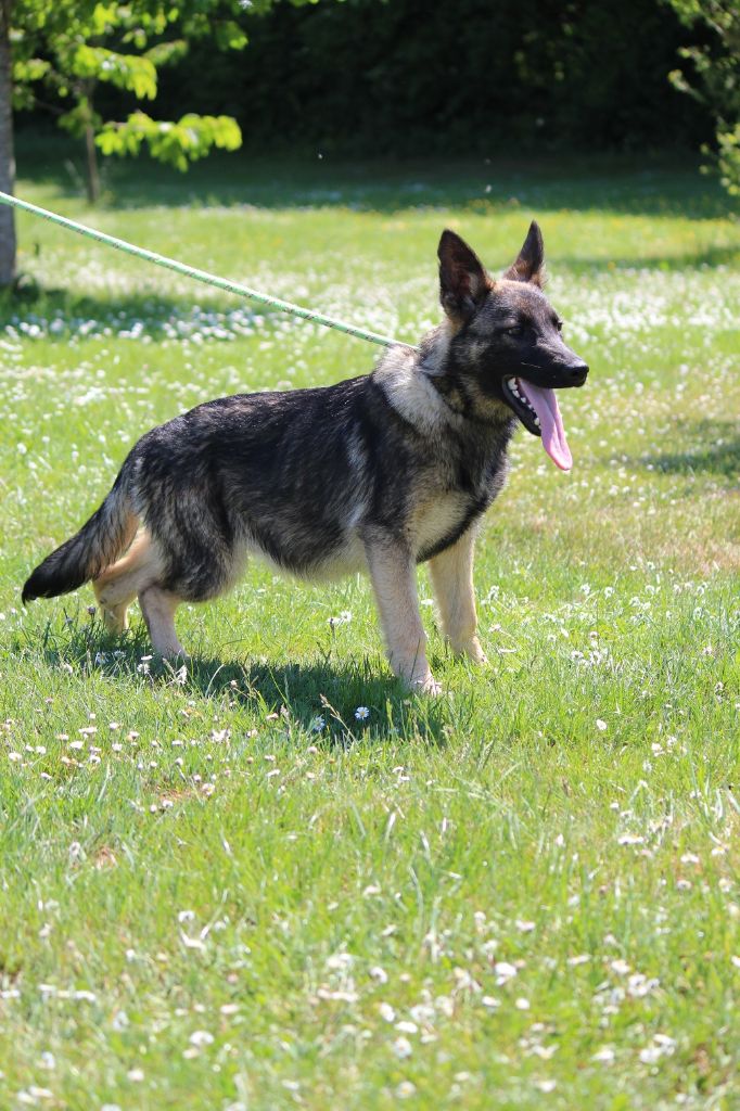 des Crocs de Heurtevent - Chiots disponibles - Berger Allemand