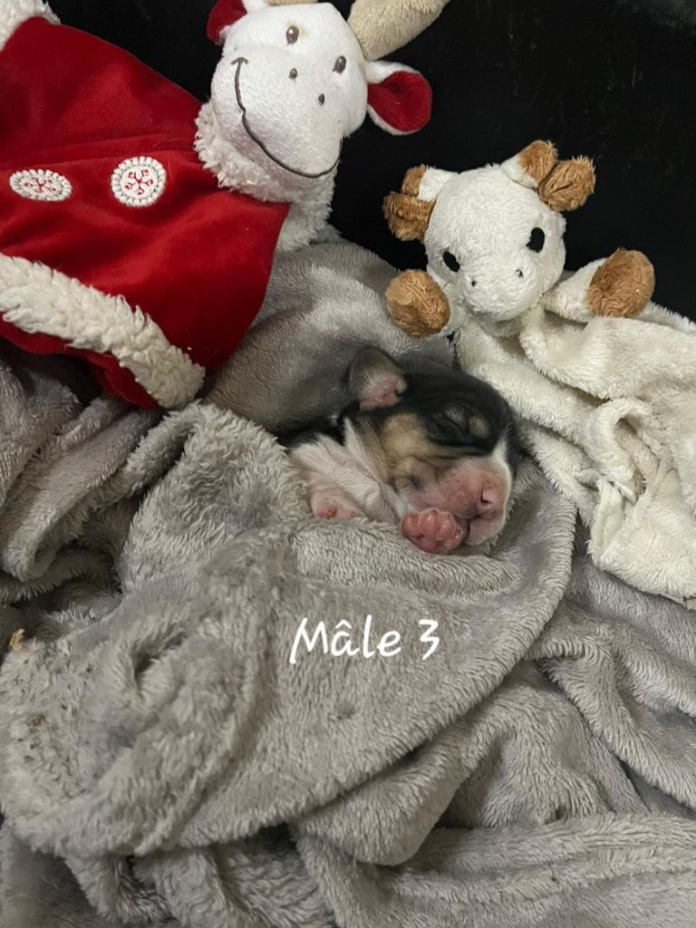 des Crocs de Heurtevent - Chiots disponibles - Beagle