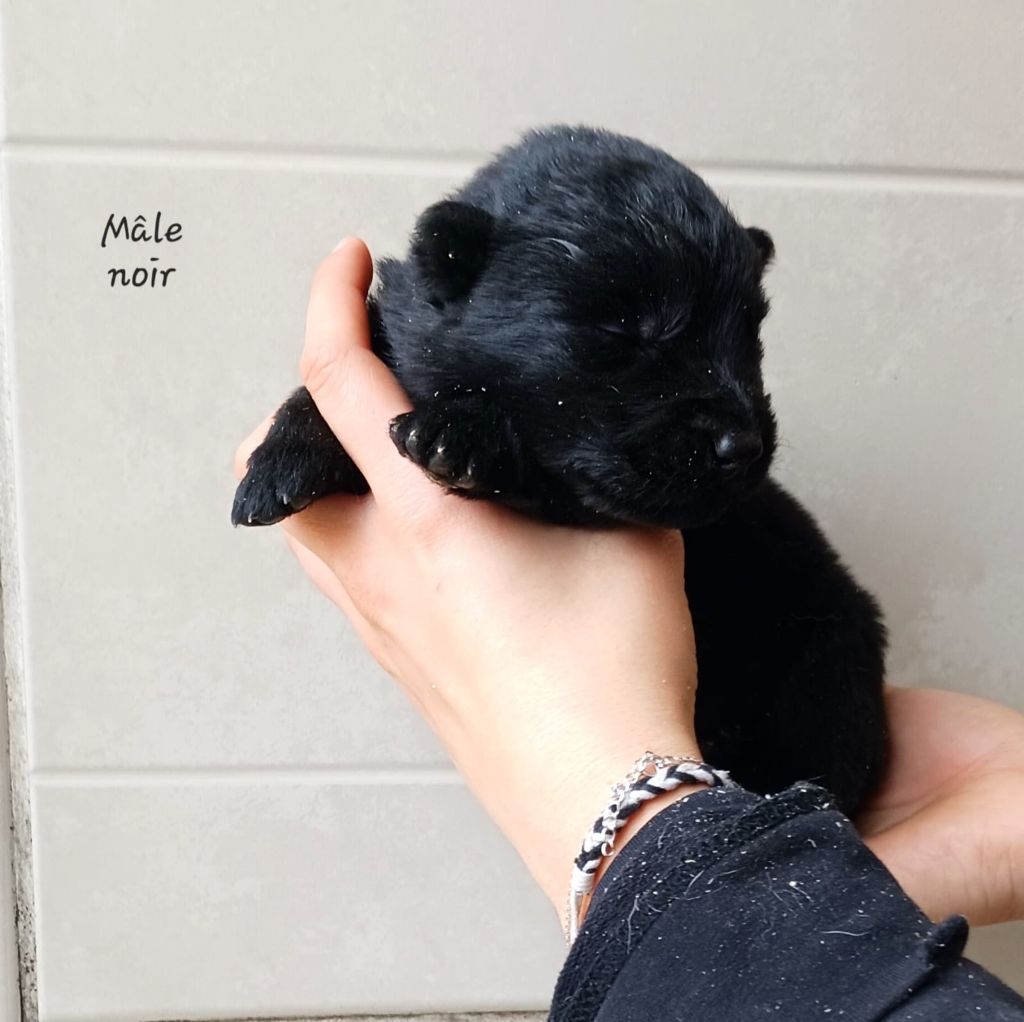 des Crocs de Heurtevent - Chiots disponibles - Berger Allemand