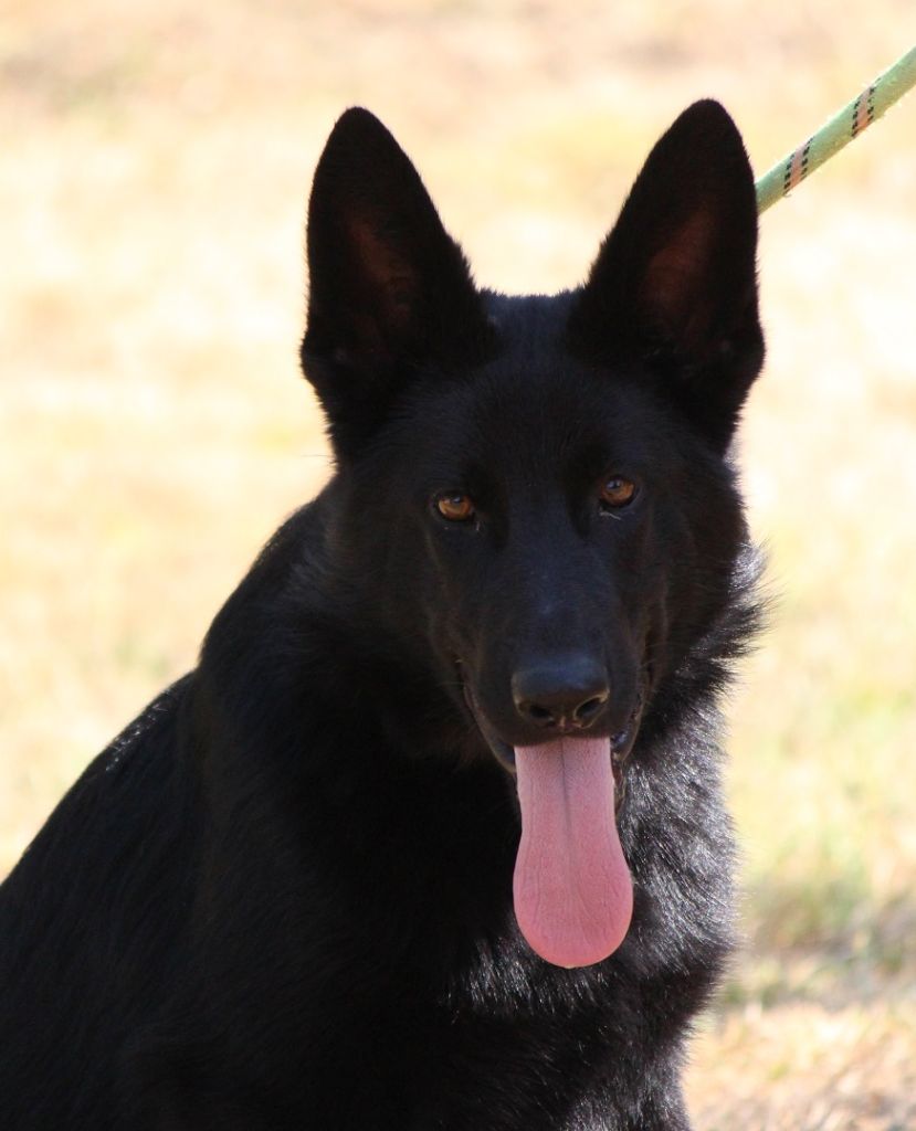 des Crocs de Heurtevent - Chiots disponibles - Berger Allemand